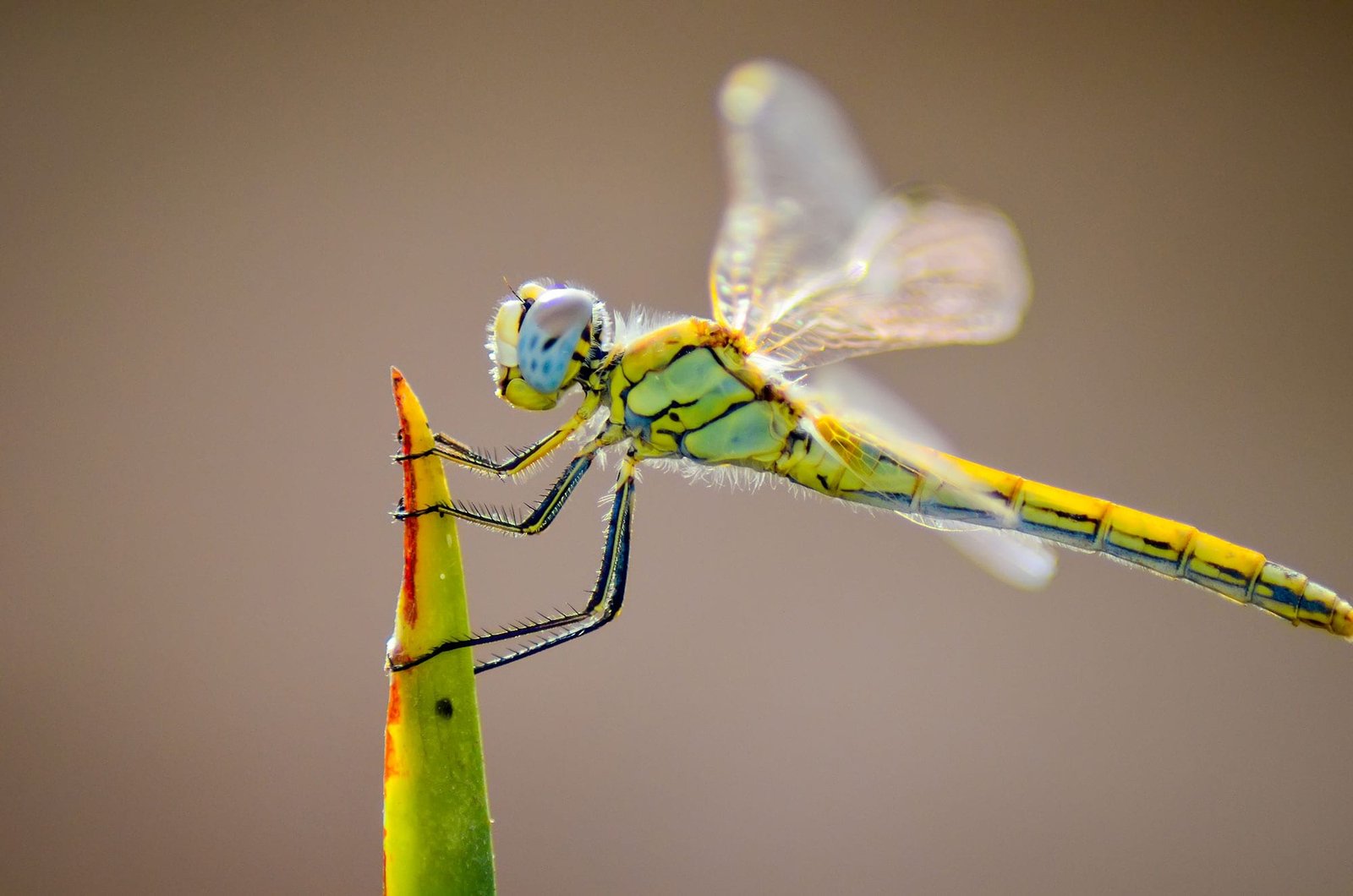 Tous les insectes