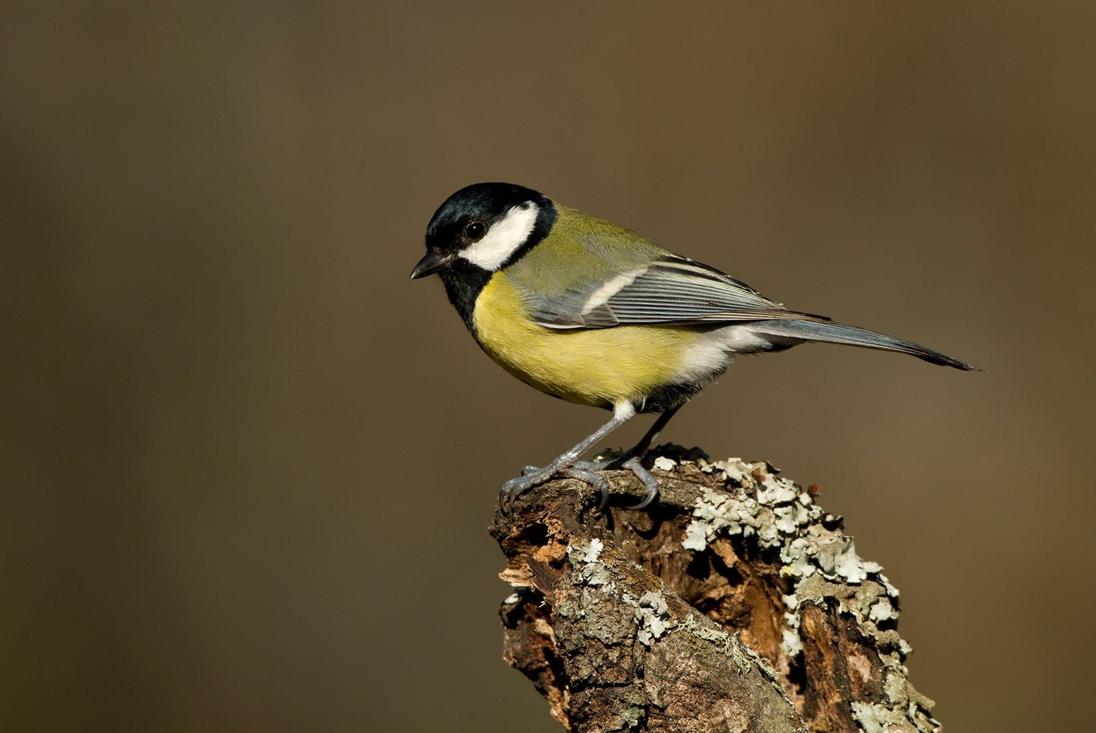 Tous les oiseaux de nos jardins