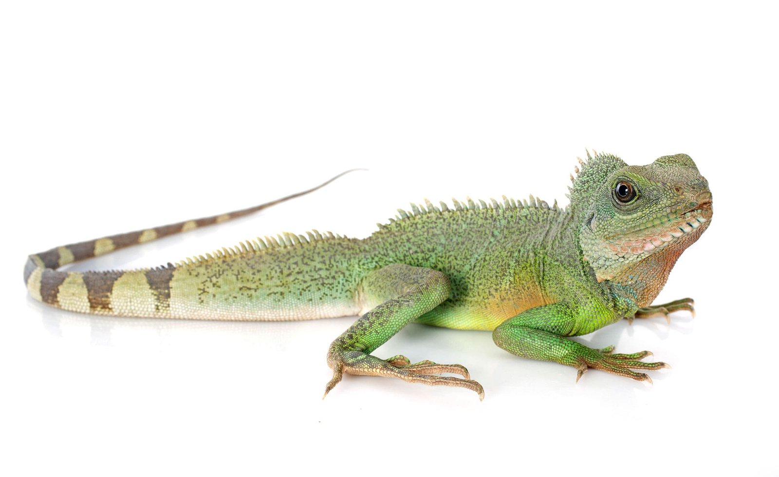 Tous les reptiles