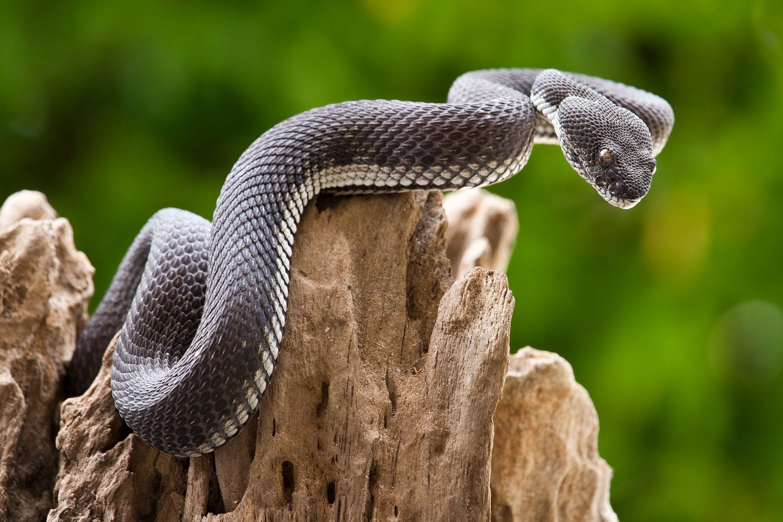 Tous les serpents du monde